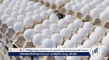 أسعار طبق البيض في قنا الأربعاء 22 أكتوبر 2025 تحدد تكاليف المعيشة المحلية